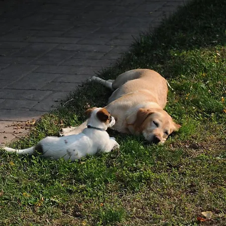 Riverfood&party Centar Aktivnog Odmora Lejlighed *