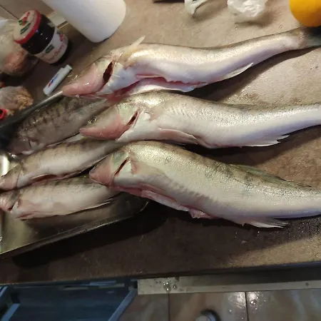 Riverfood&party Centar Aktivnog Odmora Lejlighed *